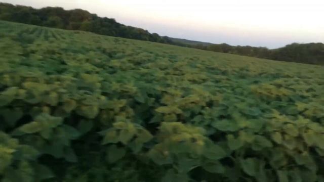 26.06.2020 Нерівномірний у розвитку соняшник НСХ498