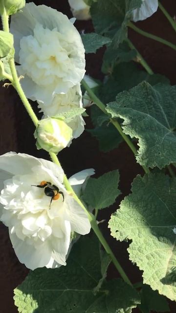 Bee butt in my hollyhock!