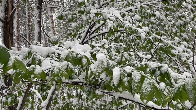 Снег в зеленом лесу, весна ❄️❄️❄️29-04-2025