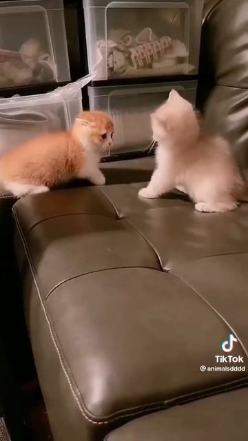 VID-20230210-WA0000.mp4