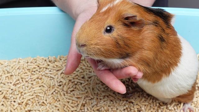 Наполнитель для мелких животных древесный 4мм, 3,5л, серия LITTLE VILLAGE, Triol