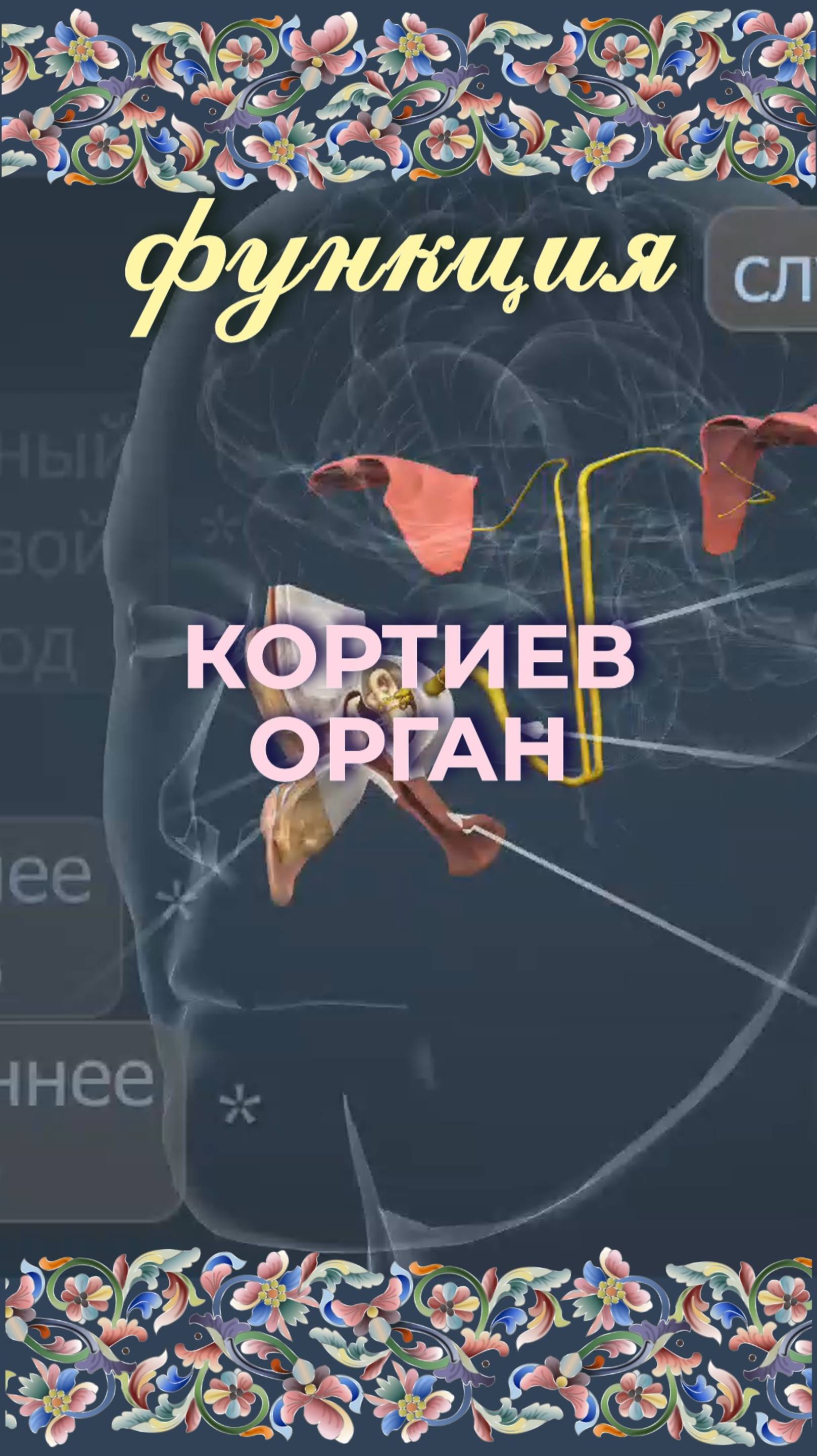 Функция кортиев орган
