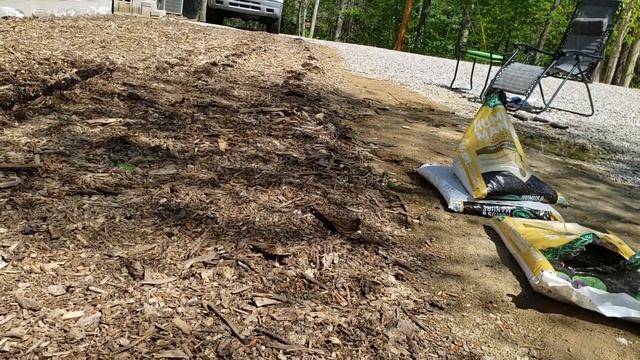 No Dig Potato Planting With Woodchips