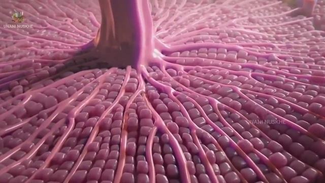 appendicitis kaise our kiyun hota hai ( our iske kia nuksaan hai)#appendicitis #youtube  #medical
