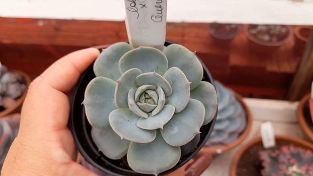 PASSEANDO PELA BANCADA...PLANTAS NOVAS NA COLEÇÃO...morenaflor e cactos 🌵