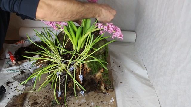DIY" Frühlingsdeko,Hyazinthen auf einer Baumwurzel"/ DIY flower pot for the garden