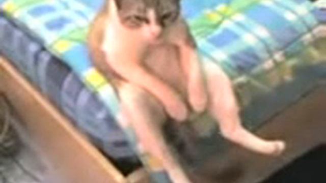 У кошки горе.3gp