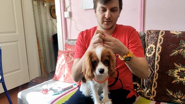 Ошейник от блох и клещей для собаки Кавалер Кинг Чарльз Спаниель