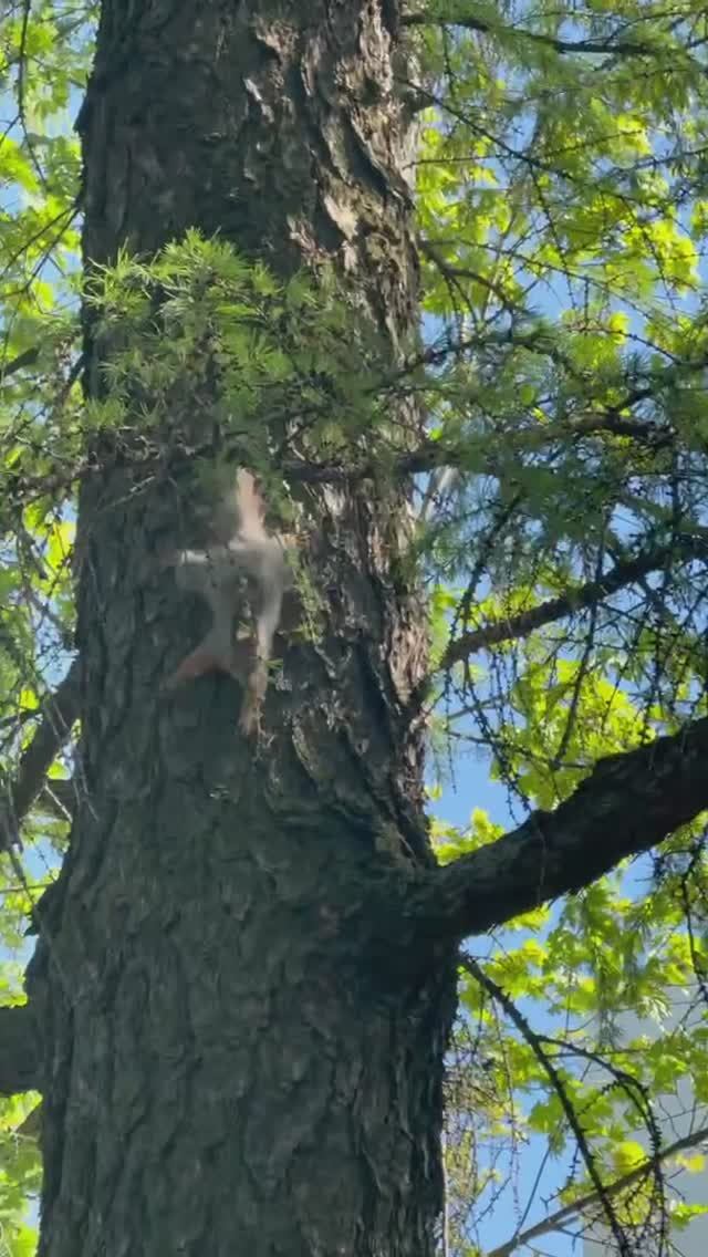 Белочка и птицы Тимирязевская академия