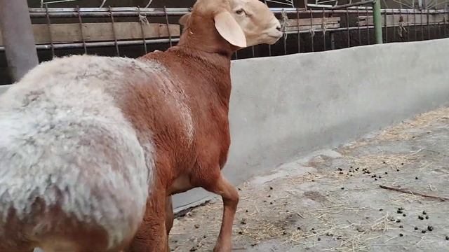 Продается кочкорчик внук Старика молочные зубы рост 89-90,уши 20 см.обр.по т:0507161089