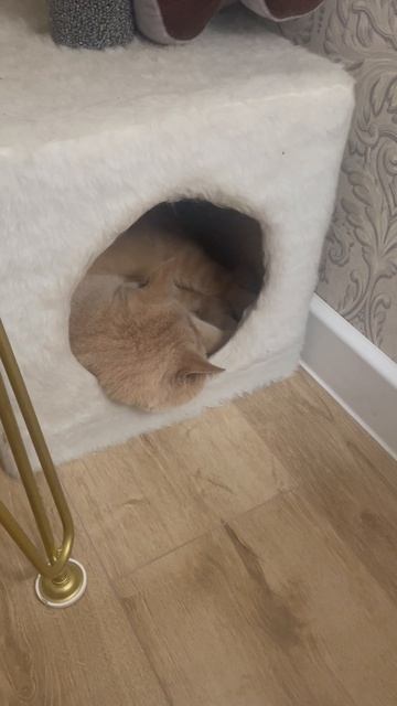 Кот