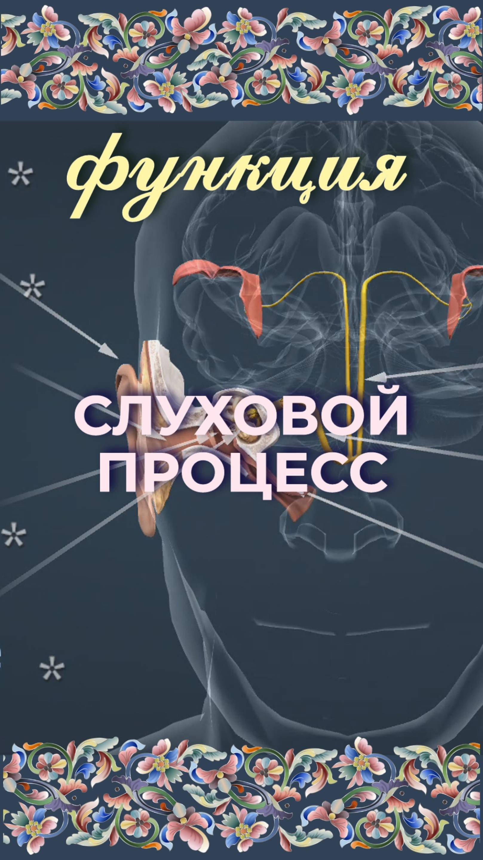 Функция слуховой процесс