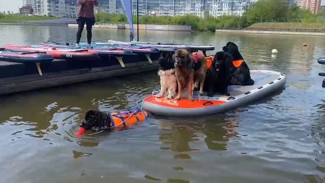 Спасатель спасателей..🛟🛟🛟🐾🐾