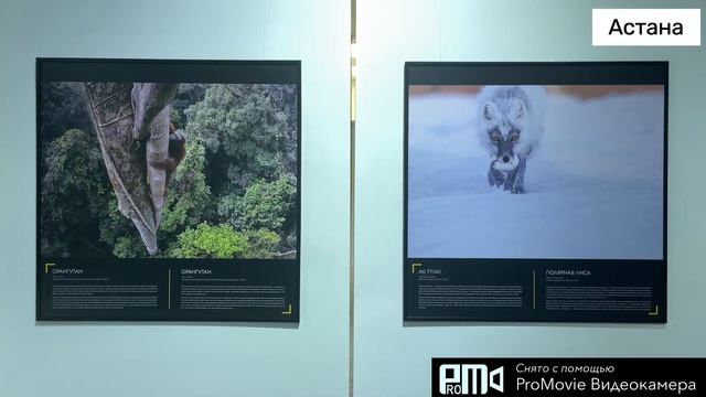 Выставка «National Geographic: Величайшие фотографии дикой природы»