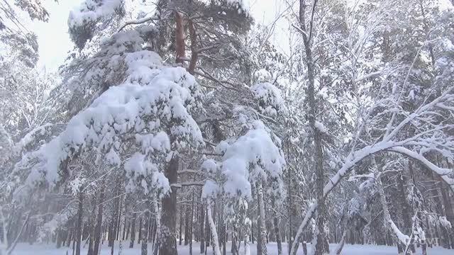 Михалыч  в зауральском сказочном лесу #лыжнаяпрогулка