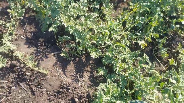 Життя в селі/Які дині і які помідори у мене