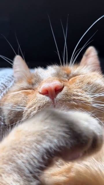 #котики #рек подписка лайки