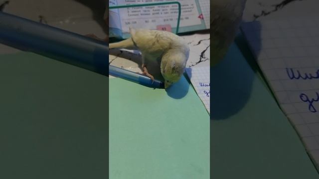 какой же всётоке мой попугай придурок
