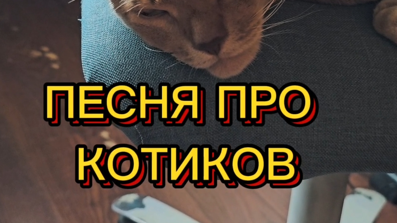 Песня про красивых и милых котиков