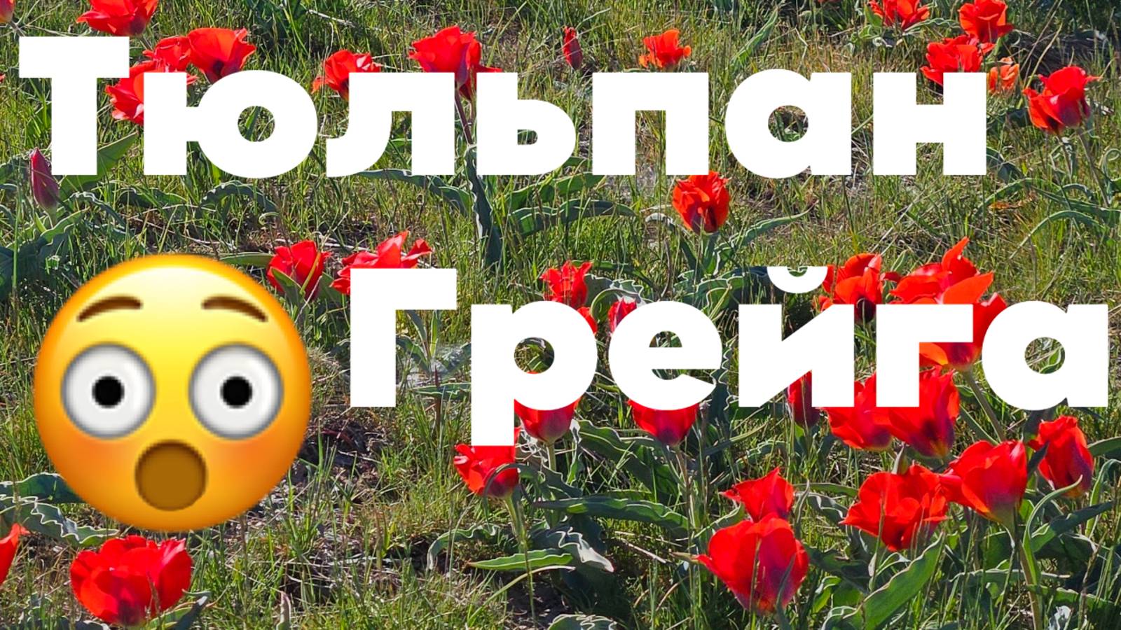 тюльпаны Грейга в Таразе