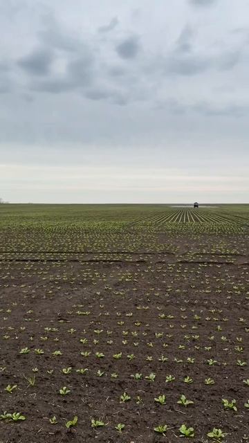 🌱Продолжаем делиться процессом закладки полевых опытов!  Сахарная свекла.