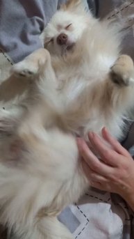77. Марселька балдеет 💖💖💖 #pets #dog #шпиц #pomeranian #pomeranianpuppy #собака #шортс #shorts