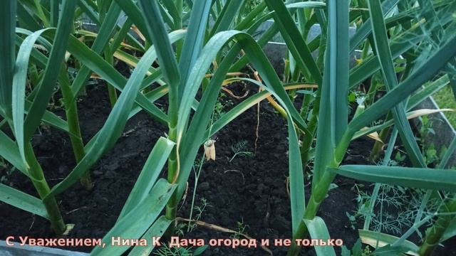 ЧЕСНОК ВЫРАСТЕТ С КУЛАК И ХРАНИТЬСЯ БУДЕТ ДО ЛЕТА! ВАЖНАЯ ПОСЛЕДНЯЯ ПОДКОРМКА ЧЕСНОКА