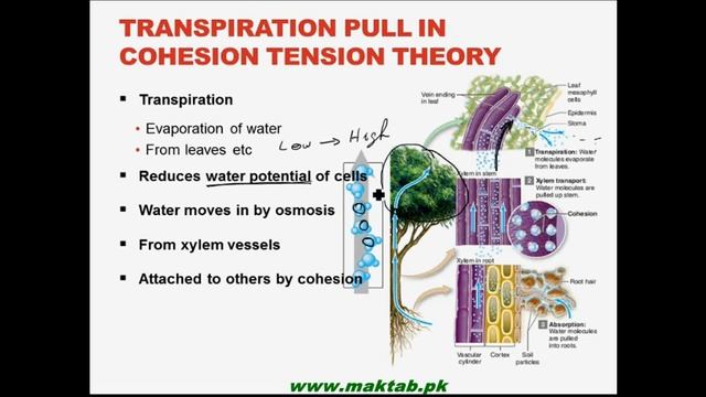 FSc Biology Book1, CH 14, LEC 3  Ascent of Sap   Maktab pk