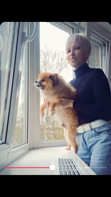 #собаки #няня