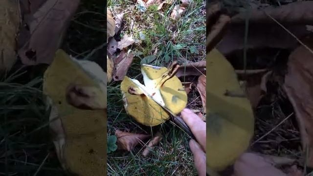 Boletes in my area 2