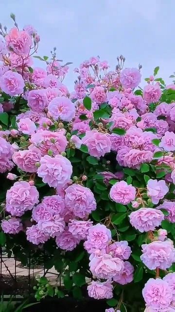 Earthly beauty beautiful garden roses. | #rosegarden #pink #paradise #shorts