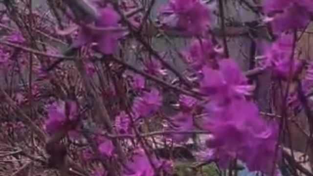 Рододендрон Дальневосточный 30-04-2025