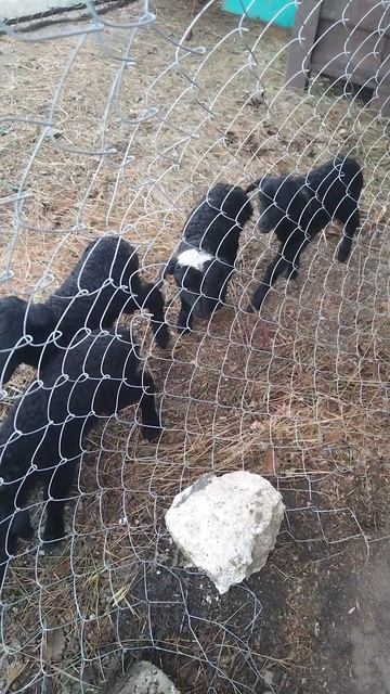 милые ягнята