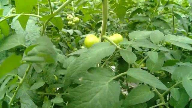 Одобрено Новгородцами - Анонс - Томат