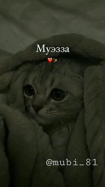 Как звали любимую кошку Пророка Мухаммад.♥️