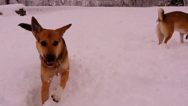 2015.01.05 Лёля, Марми, Каспер, Айгер, Туман8