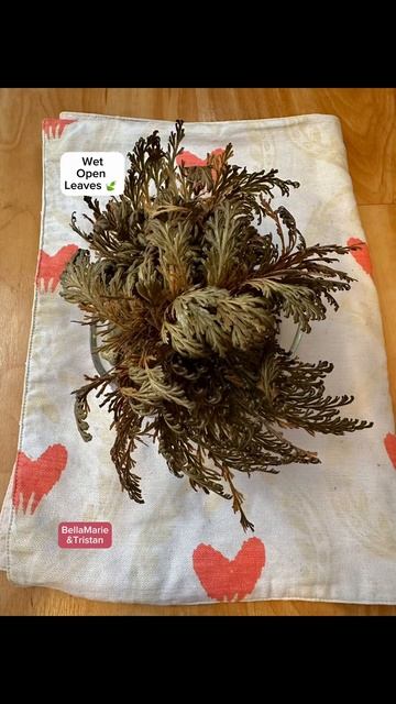 Rose of Jericho Resurrection Plants….