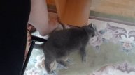 Пончик он же Пузик хочет внимания и ласки / КОШКИН ДОМ