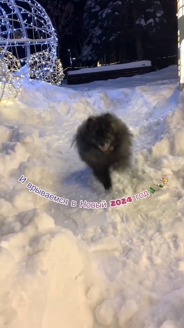 С Наступающим 2024 годом🎄🎉🫶 #шпицПатрик #животные #собака #шпиц