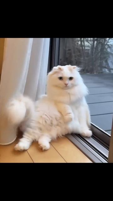Котики (38)