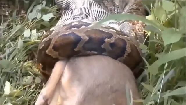 Most Incredible ! Tiger Can’t Escapes Giant Anaconda – Python vs Leopard, Lion – Big Cat Fail
