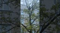 29 апреля 2025г. 5 часов утра. Ворона на дереве.