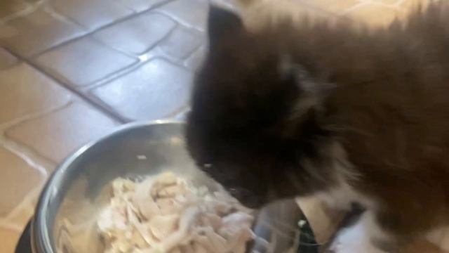 Клюква осваивает мясо