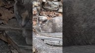 Ступеньки на яшмовый пляж и прекрасные котики