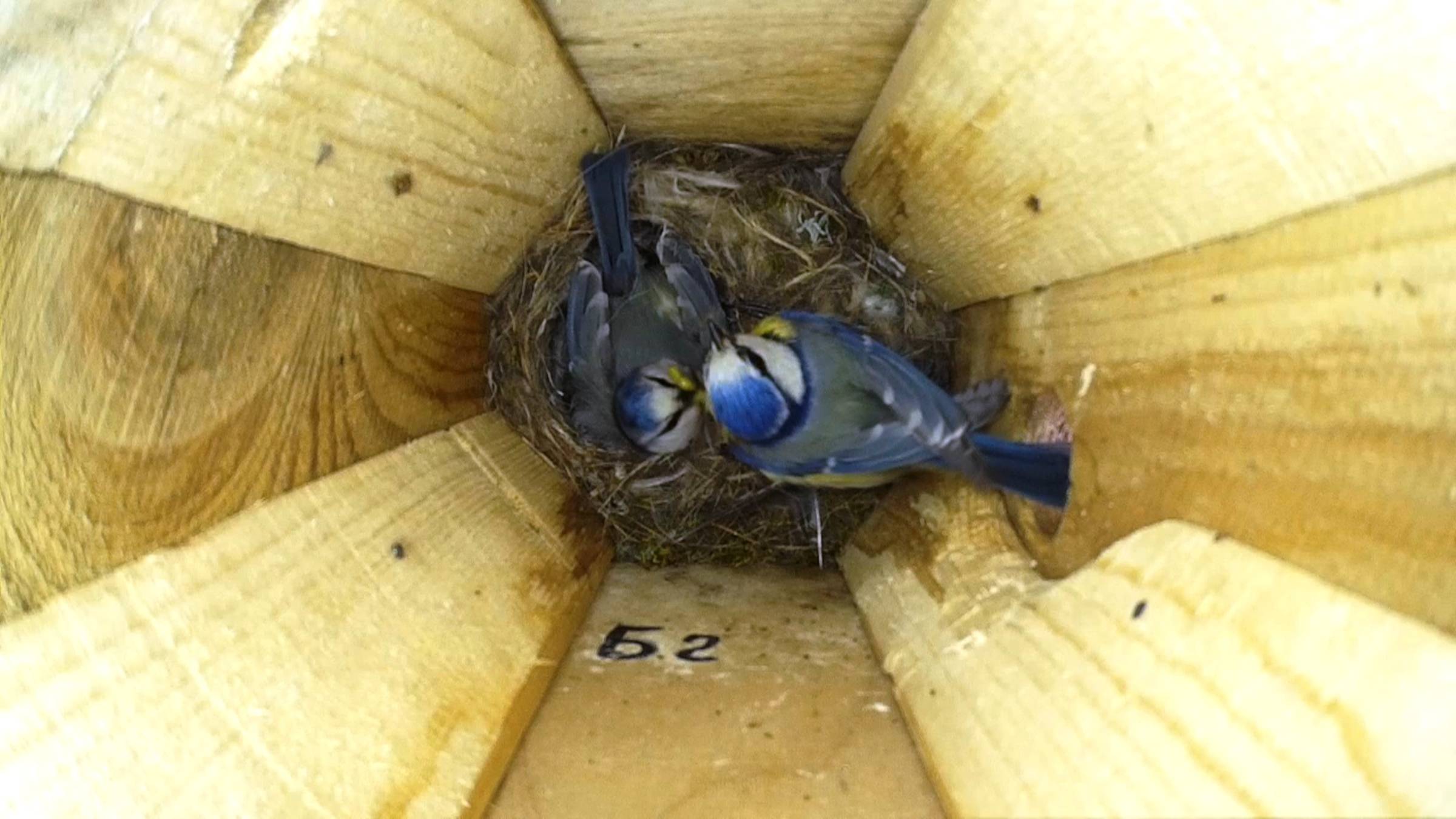 Самец лазоревки кормит самку ( Cyanistes caeruleus )