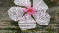 Officinalis . com
