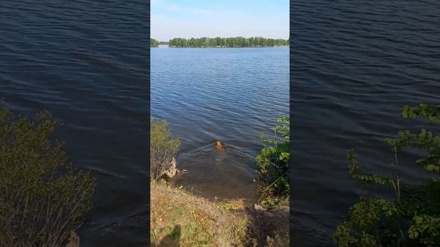 Запорожье. Балабино интересная ситуация.