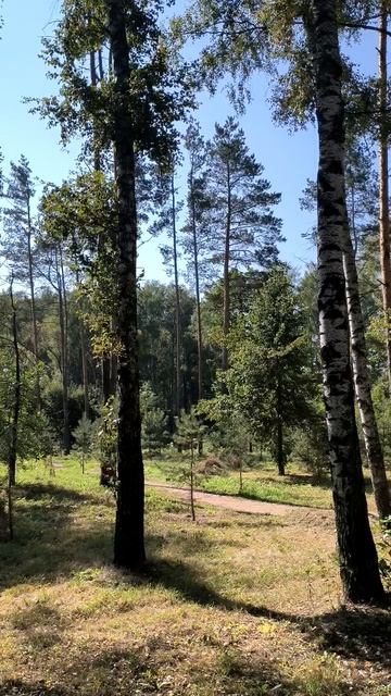 Солнечный день в парке