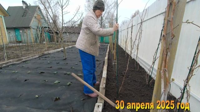 7 соток. Работа в малиннике второе поле. Хроника 30 апреля 2025 год-