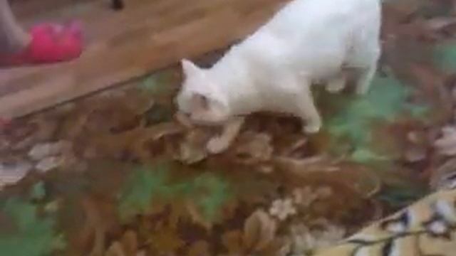 кот играет в дартс.mp4
